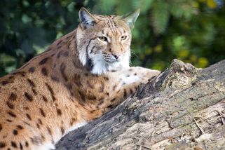 Domácí mazlíček jako potrava pro dravce, zoo žádá o darování morčat i koní - Seznam Zprávy